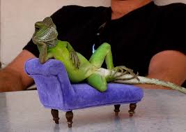 funny lizard @ today's joke